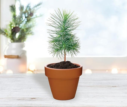 BUZZY Seeds Holiday Spruce Tree 12 Pack Mini Terracotta Grow Kits Includes All You Need to Sprout Evergreens, a Fun Stocking Stuffer, Party Favor or Corporate Gift