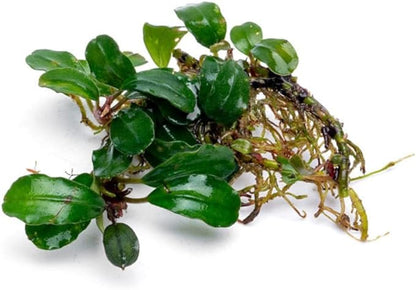 SubstrateSource Bucephalandra Purple Adonis Live Aquarium Plant - Natural Freshwater Fish Tank Decorations, Aquatic Décor - Plant (6-10 Leaves)