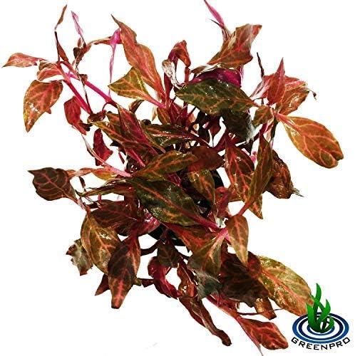 (Alternanthera Reineckii VAR. Rosanervig) Greenpro Alternanthera Reineckii Potted Live Aquarium Plants Easy Super Red Plants