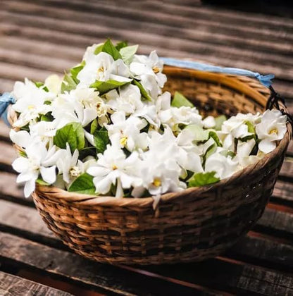 Night Blooming Jasmine Live Plant - Cestrum Nocturnum. Fragrant Flowering Shrub for Garden, Patio or Window (2 ngt.jas Cups)