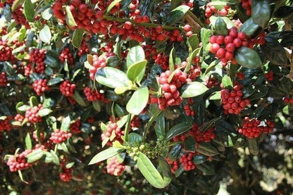 Burfordi Holly | 3 Extra Large 3 Gallon Plants | Ilex Cornuta | Fast Growing Evergreen Shrubs, Privacy Hedge Plants, Dark Green Foliage, Low Maintenance Landscaping, Ideal for Hedges and Borders