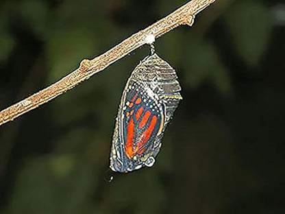 Blood Flower Milkweed Seeds - Food and Host Plant for Monarch Butterflies…