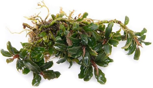 SubstrateSource Bucephalandra Catherinae Mini Live Aquarium Plant - Natural Freshwater Fish Tank Decorations, Aquatic Decor (Plant (10-15 Leaves))