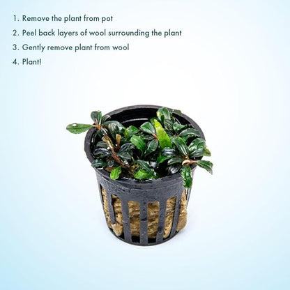 SubstrateSource Live Plants - Lamandau Mini Purple - Low to Medium Light Aquarium Display, Dark Green to Purple Accent, Foreground to Midground Aquatic Plant - Pot