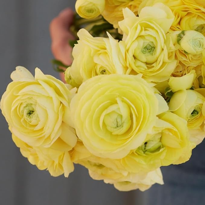 Eden Brothers Ranunculus Bulbs - Cream