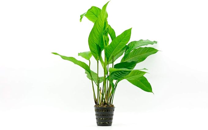 SubstrateSource Anubias Live Aquarium Plants - Potted Freshwater Plant for Fish Tanks, Terrariums - Beginner Friendly Low Light (Heterophylla, Mother Plant)