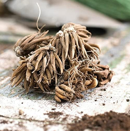 Eden Brothers Ranunculus Bulbs - Marshmallow