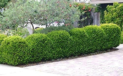Japanese Boxwood | 5 Live 4 Inch Pots | Buxus Microphylla | Formal Evergreen Low Maintenance Hedge Plants