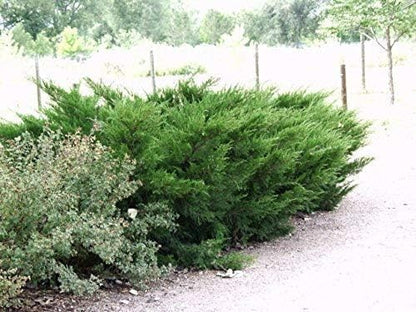Sea Green Juniper - 3 Live Plants - Juniperus Chinensis - Hardy Evergreen Privacy Screen