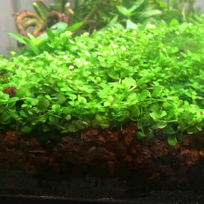 Foreground Potted Live Aquarium Plants | Freshwater Aquatic Plants for Aquariums (Potted Monte Carlo)