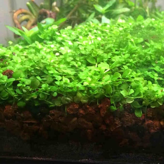 Foreground Potted Live Aquarium Plants | Freshwater Aquatic Plants for Aquariums (Potted Monte Carlo)
