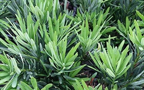 Dwarf Podocarpus Macrophyllus Pringles - 30 Live Plants - Dense Evergreen Low Hedge or Bonsai