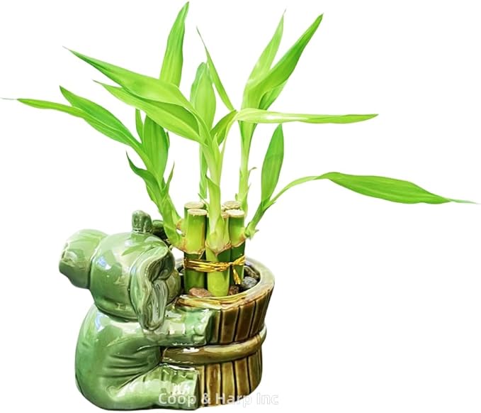 6-Stalk of 4" Small Lucky Bamboo Live Indoor Plant with Ceramic Vase, Live Indoor Lucky Bamboo for Home, Office and Gift (Elephant A)