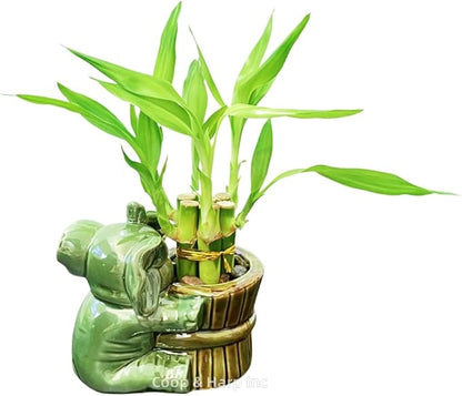 6-Stalk of 4" Small Lucky Bamboo Live Indoor Plant with Ceramic Vase, Live Indoor Lucky Bamboo for Home, Office and Gift (Elephant A)