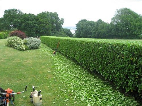 Viburnum Suspensum - 3 Live Plants - Evergreen Privacy Hedge