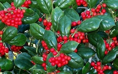 Burfordi Holly | 1 Extra Large 3 Gallon Plant | Ilex Cornuta | Fast Growing Evergreen Shrubs, Privacy Hedge Plants, Dark Green Foliage, Low Maintenance Landscaping, Ideal for Hedges and Borders
