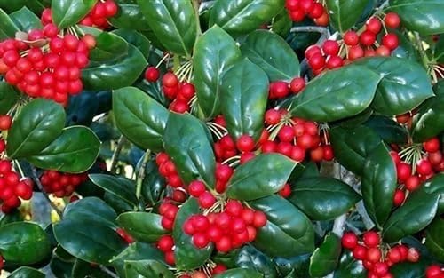 Burfordi Holly | 3 Extra Large 3 Gallon Plants | Ilex Cornuta | Fast Growing Evergreen Shrubs, Privacy Hedge Plants, Dark Green Foliage, Low Maintenance Landscaping, Ideal for Hedges and Borders
