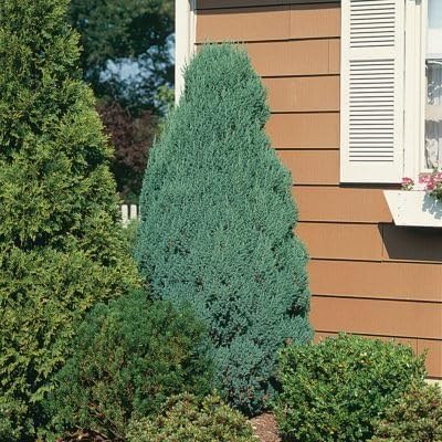 Blue Cone Arborvitae | 3 Live Gallon Size Plants | Vibrant Blue-Green Foliage for Landscaping, Hedges, and Privacy Screens, Drought and Deer Tolerant