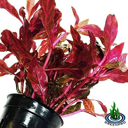 (Alternanthera Reineckii VAR. Rosanervig) Greenpro Alternanthera Reineckii Potted Live Aquarium Plants Easy Super Red Plants