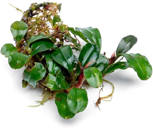 SubstrateSource Bucephalandra Purple Adonis Live Aquarium Plant - Natural Freshwater Fish Tank Decorations, Aquatic Décor - Small Clump (3-5 Plants)