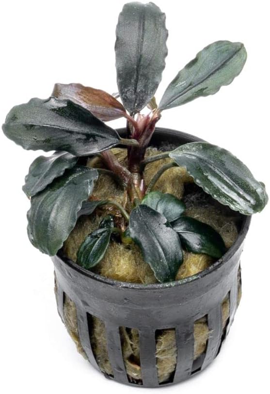 SubstrateSource Bucephalandra Rainbow Marble Potted Live Aquarium Plant - Natural Freshwater Fish Tank Decorations, Aquatic Décor