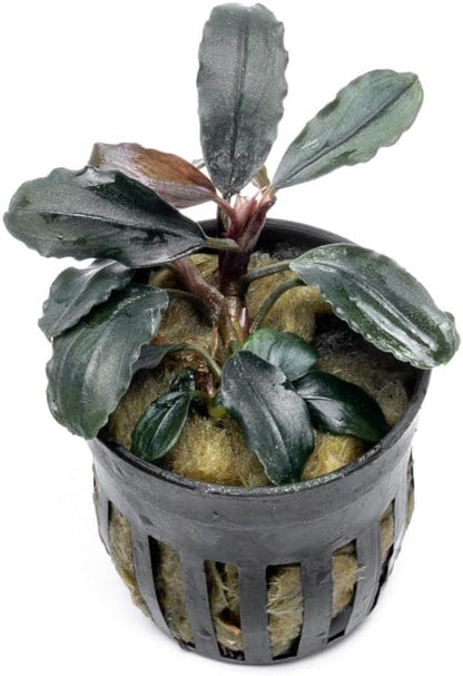 SubstrateSource Bucephalandra Rainbow Marble Potted Live Aquarium Plant - Natural Freshwater Fish Tank Decorations, Aquatic Décor
