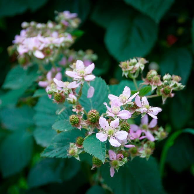 Boysenberry Plant (4 Pack) | Live Fruit Plant for Planting | Large, Juicy & Sweet Berries | Thorny & High-Yielding Variety | Grow Your Own Food in Your Edible Organic Garden | Perfect for Fresh Eating