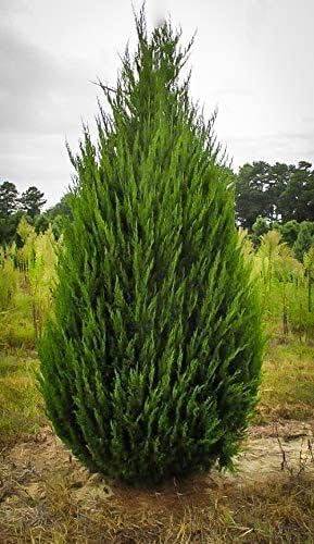 Spartan Juniper | 20 Live Trees | Juniperus Chinensis | Evergreen Privacy Screening Plant