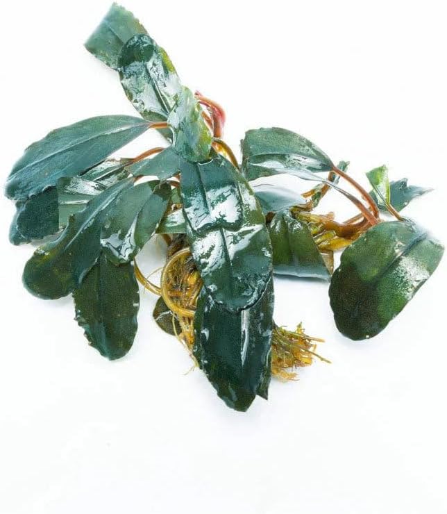SubstrateSource Live Plants - Starglitz Buce (Bucephalandra sp.) - Low to Medium Light, Dark Green Iridescent Accent Aquatic Rhizome Plant, Foreground to Midground Placement - Loose Plant, 1 Pack