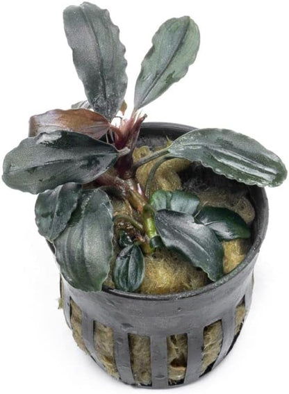 SubstrateSource Bucephalandra Rainbow Marble Potted Live Aquarium Plant - Natural Freshwater Fish Tank Decorations, Aquatic Décor