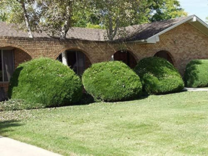 Sea Green Juniper - 3 Live Gallon Size Plants - Juniperus Chinensis - Drought Tolerant Cold Hardy Evergreen Border Screening Shrub