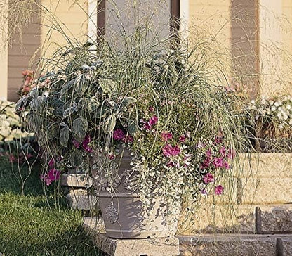 Outsidepride 1000 Seeds Perennial Eragrostis Elliotii Blue Eros Ornamental Love Grass Seed for Planting