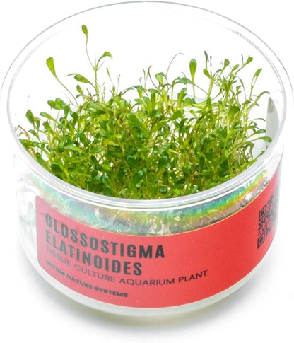 Ultum Nature Systems Glossostigma Elatinoides Tissue Culture Live Plant for Aquarium, Aquascape, Freshwater Fish Tanks - 100% Snail Free in Vitro