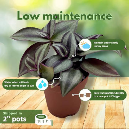 Wandering Dude Assortment, Tradescantia Variety, 2 inch, Set of 3 Tiny Mini Pixie Plant