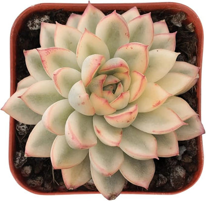 Sprout N Green Echeveria Mebina Variegata, Rare Live Succulent Plant in 2" Planter with Soil, Home Office Indoor Outdoor Wedding Decoration DIY Projects Party Favor