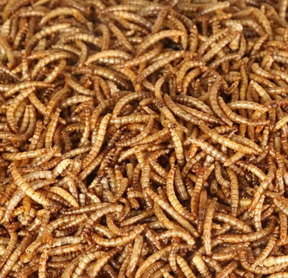 Bulk Dried Mealworms 10Lb Bag -Premium Non-GMO Dried Mealworms for Chicken, Nutritious High Protein - 100% Natural for Laying Hens, Birds, Ducks, Chicken Feed