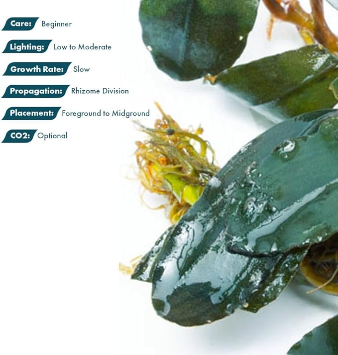 SubstrateSource Live Plants - Starglitz Buce (Bucephalandra sp.) - Low to Medium Light, Dark Green Iridescent Accent Freshwater Aquatic Rhizome Plant, Foreground to Midground Placement - Loose, 1 Pack