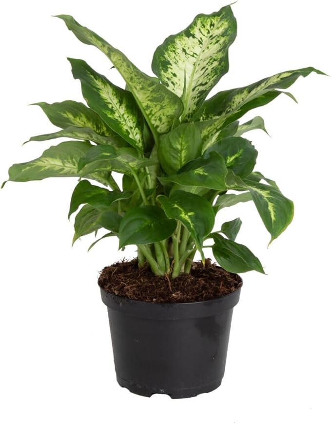 Costa Farms Dieffenbachia Live Indoor Plant, Easy to Grow Houseplant, Potted in Indoors Garden Nursery Plant Pot, Potting Soil Mix, Grower's Choice, Home and Office Plants Decor, 1 Foot Tall