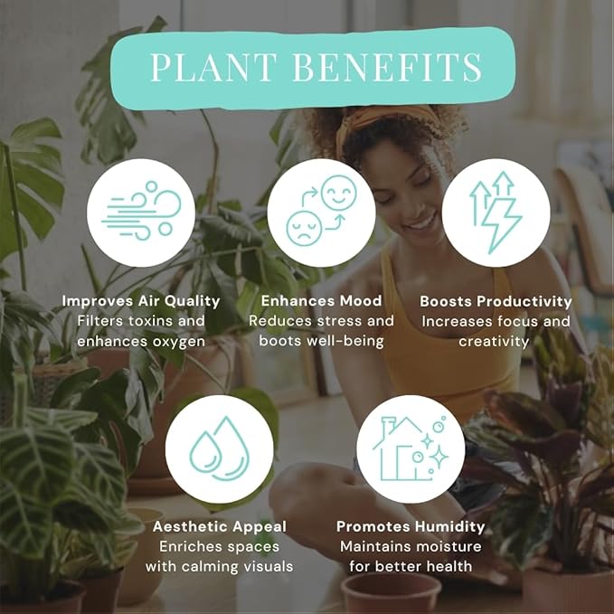 CoollectivePlants Calathea Stella - Live Calathea Plant in 6″ Growers Pot, Easy Indoor House Plants, Pet Friendly Plants Indoor, Low Maintenance Houseplant