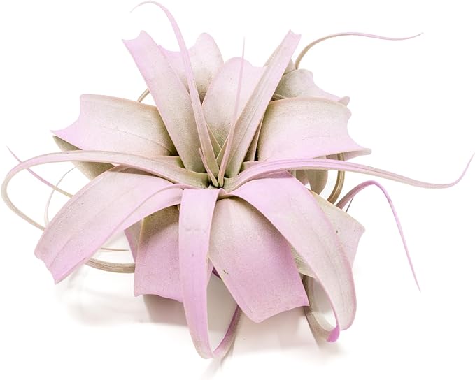 Lavender Colorful Tillandsia Air Plants - Long Lasting Color Enhanced Live Tillandsia Succulent House Plants - Home and Garden Decor - Easy Care Indoor and Outdoor Plants