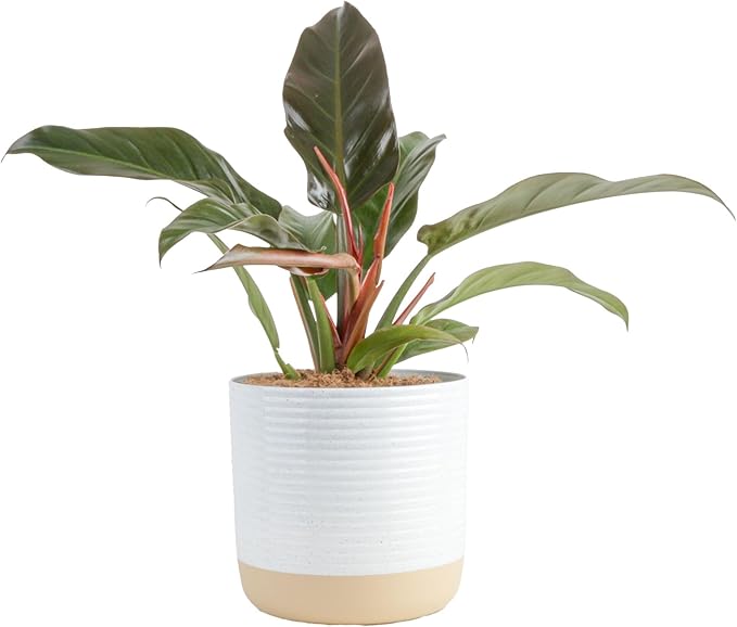 Costa Farms Philodendron Live Plant in Decorative Pot, Large Air Purifying Indoor Houseplant, Assorted Variety, Home, Room, or Office Decor, Great House Warming or Birthday Gift, 2-3 Feet Tall