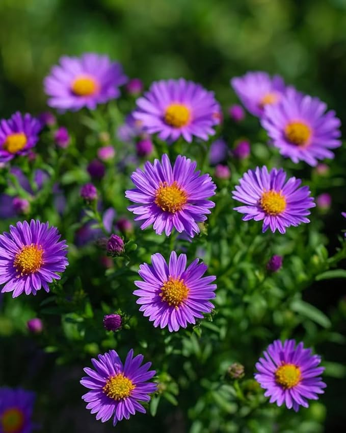 Perennial Farm Aster D. 'Wood's Purple' – Live Perennial in #1 Container, Pale Violet Daisy-Like Blooms, Compact & Hardy, Pollinator Friendly, Long Blooming, Great for Borders & Fall Gardens