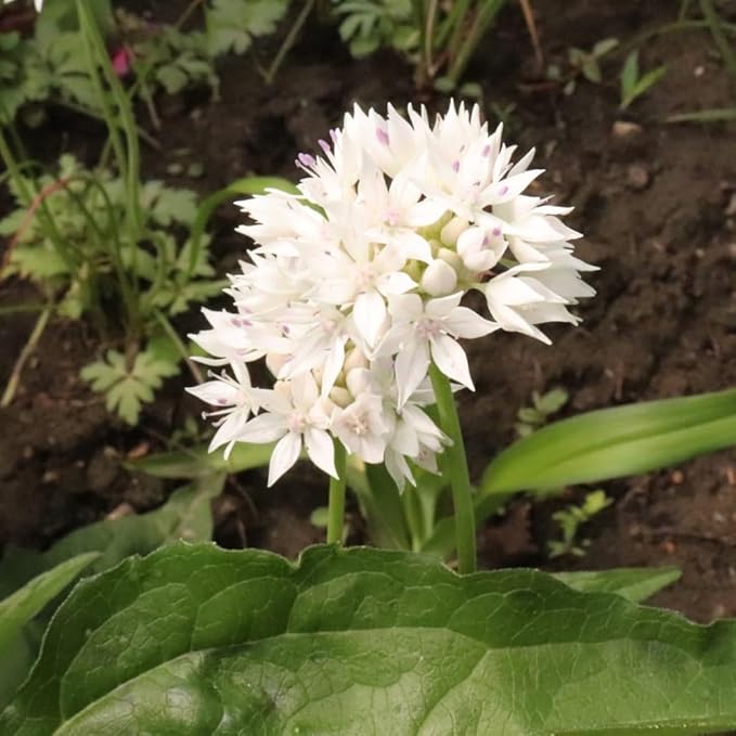 Gardens Best Graceful Beauty Alliums – 30 Bulbs - White Star-Shaped Flowers | Easy-Grow Spring Perennials | Deer Resistant | Attracts Bees & Butterflies | Zones 4–9