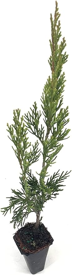Spartan Juniper | 20 Live Trees | Juniperus Chinensis | Evergreen Privacy Screening Plant