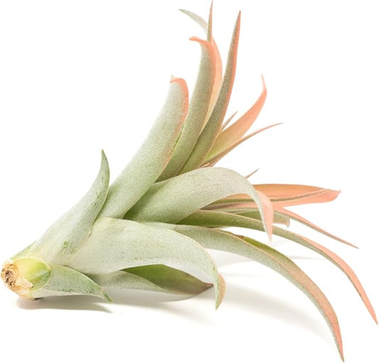 Coral Colorful Tillandsia Air Plants - Long Lasting Color Enhanced Live Tillandsia Succulent House Plants - Home and Garden Decor - Easy Care Indoor/Outdoor Plants (Brachycaulos Abdita, Pack of 3)