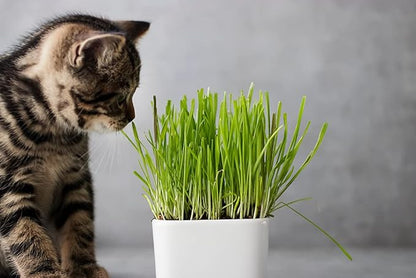 Cat Grass Seeds for Growing | 4 Way Blend, Rye, Wheat, Oats and Barley | Made in USA, Ships from Iowa. (1 Pound)