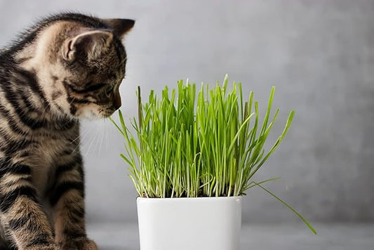 Cat Grass Seeds for Growing | 4 Way Blend, Rye, Wheat, Oats and Barley | Made in USA, Ships from Iowa. (10 Pounds)