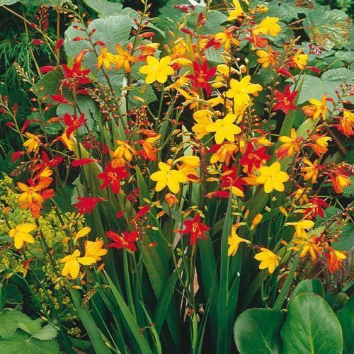 Crocosmia Mixed Color Flower Bulbs for Planting - Easy to Grow, Amazing Color (10 Bulbs)
