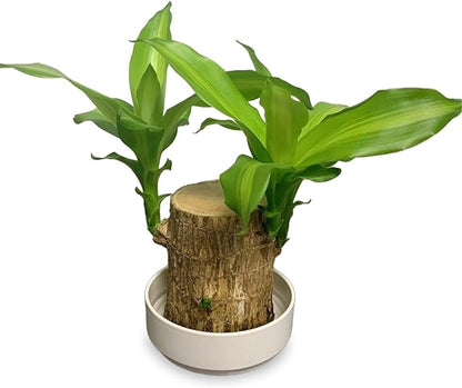 2025 New Lucky Brazilian Wood Potted Plant, Mini Brazil Wood Hydroponic Plant, Desktop Decoration with Plastic Tray