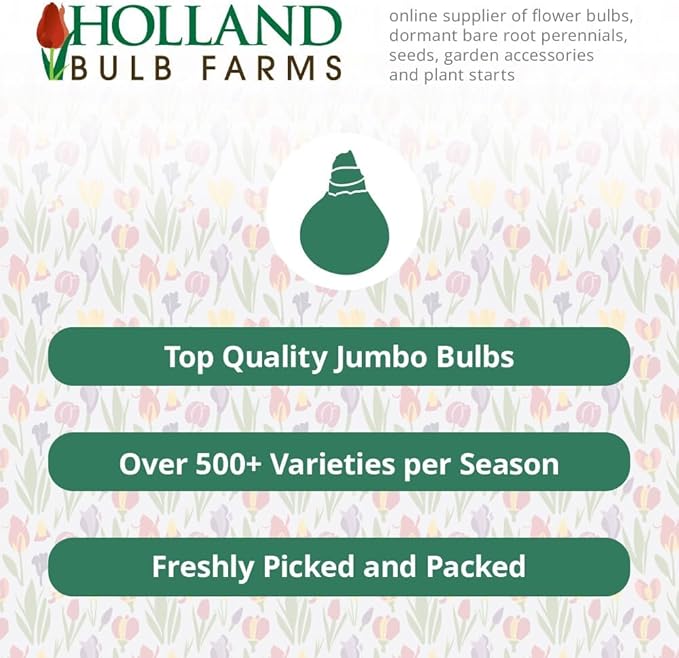 Immortality Reblooming Bearded Iris Flower Bulb - Attracts Butterflies and Hummingbirds - Deer Resistant - Good as Cut Flowers - Naturalizing - Perennializing - Easy to Grow Live Plants